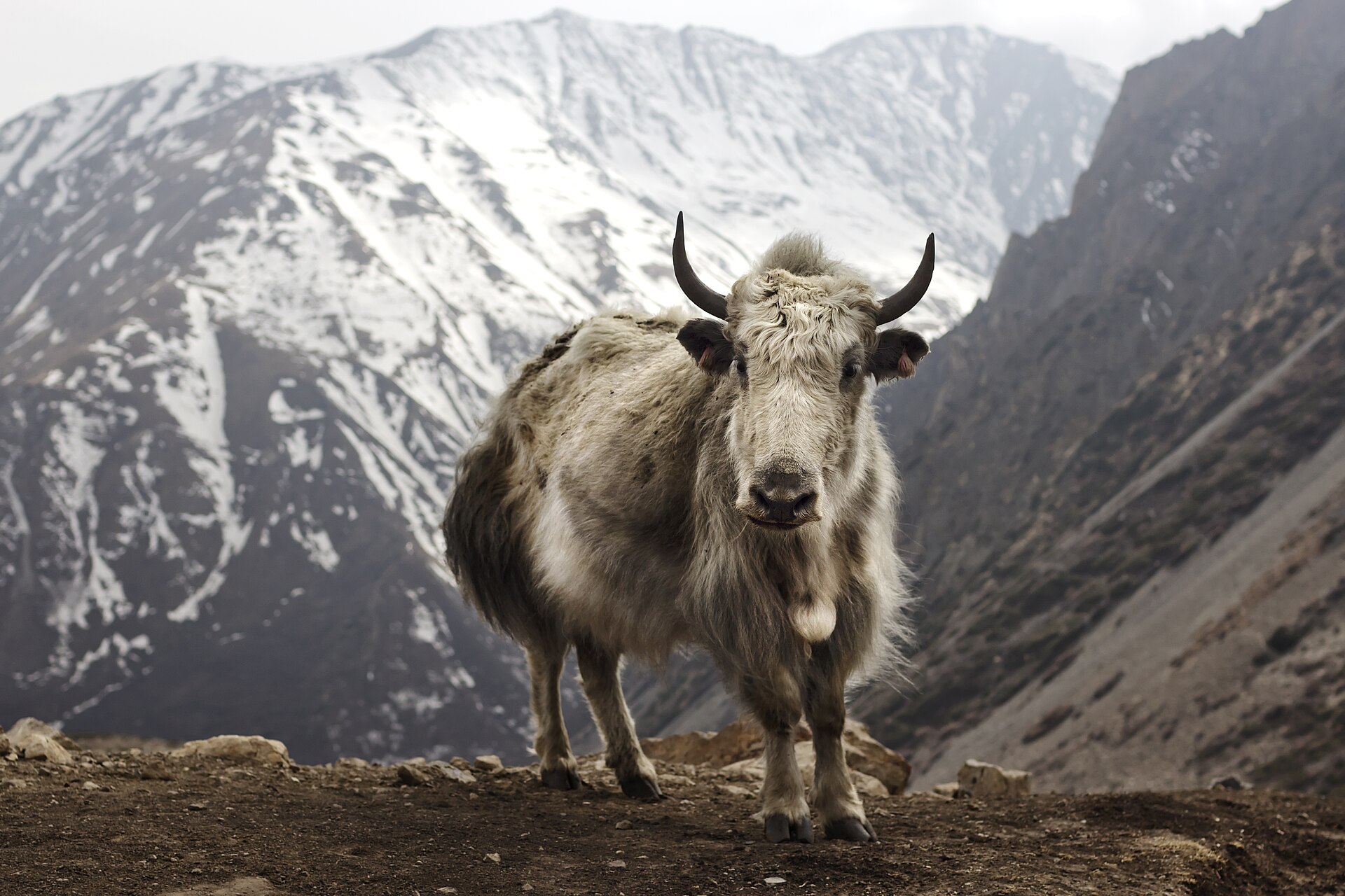 Annapurna Circuit Luxury Trek